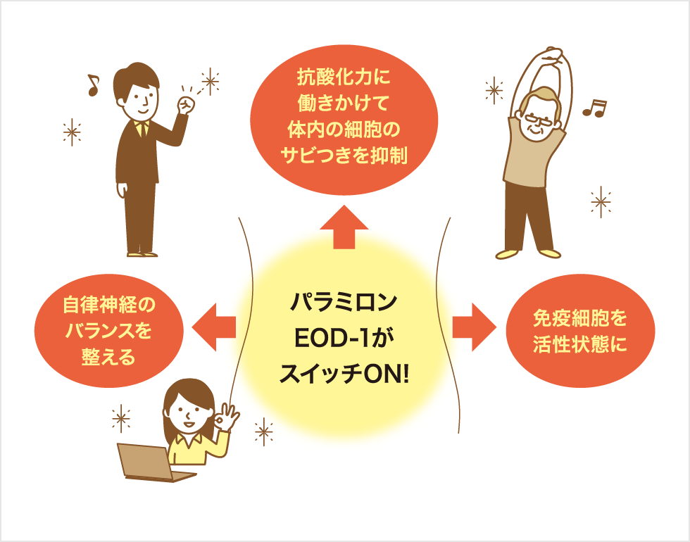 腸ではたらく期待の成分「パラミロン EOD-1」
