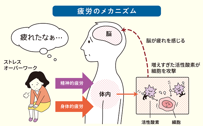 疲労のメカニズム.jpg