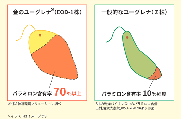 金のユーグレナと一般的なユーグレナのパラミロン含量量の比較.jpg